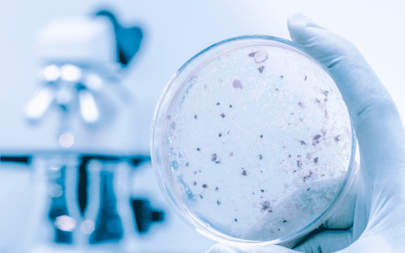 Microbiology petri dish